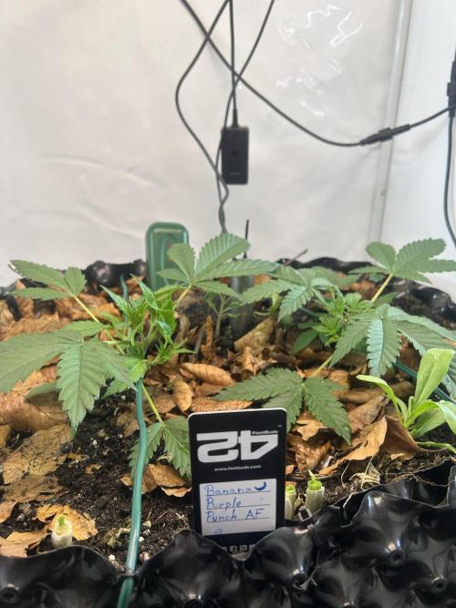 Fast Buds BPP AF-LIVING SOIL. Week 4