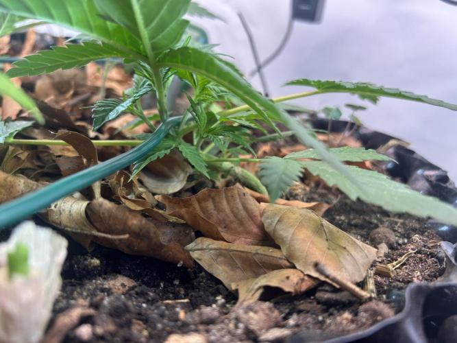 Fast Buds BPP AF-LIVING SOIL. Week 4