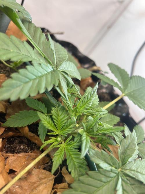 Fast Buds BPP AF-LIVING SOIL. Week 4