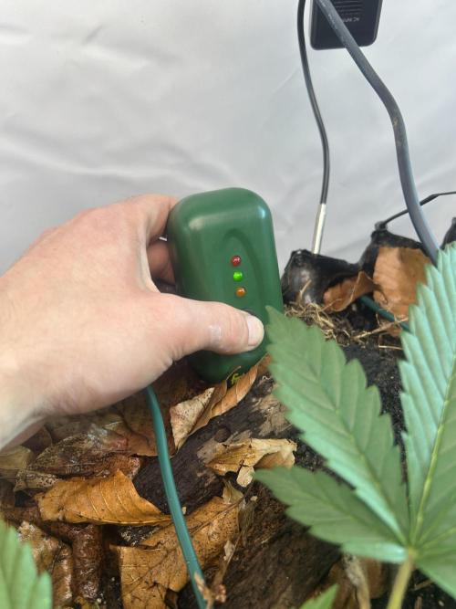 Fast Buds BPP AF-LIVING SOIL. Week 4