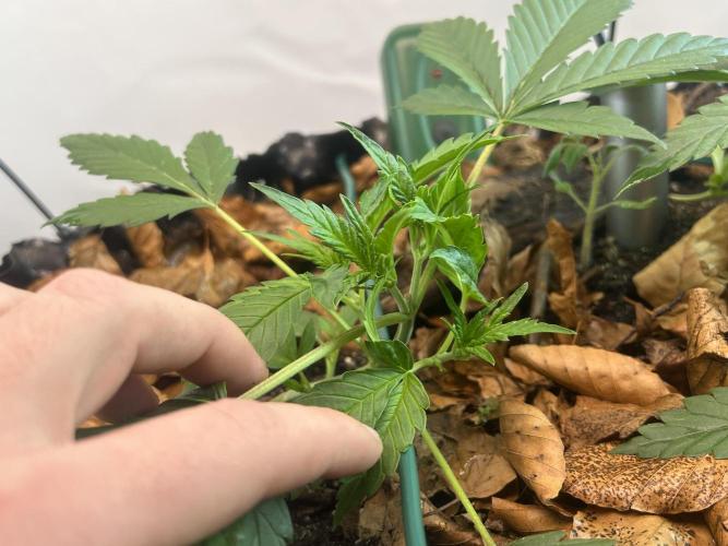 Fast Buds BPP AF-LIVING SOIL. Week 4