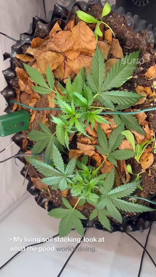 Fast Buds BPP AF-LIVING SOIL