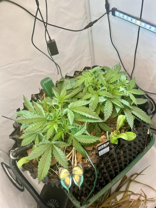 Fast Buds BPP AF-LIVING SOIL. Week 4