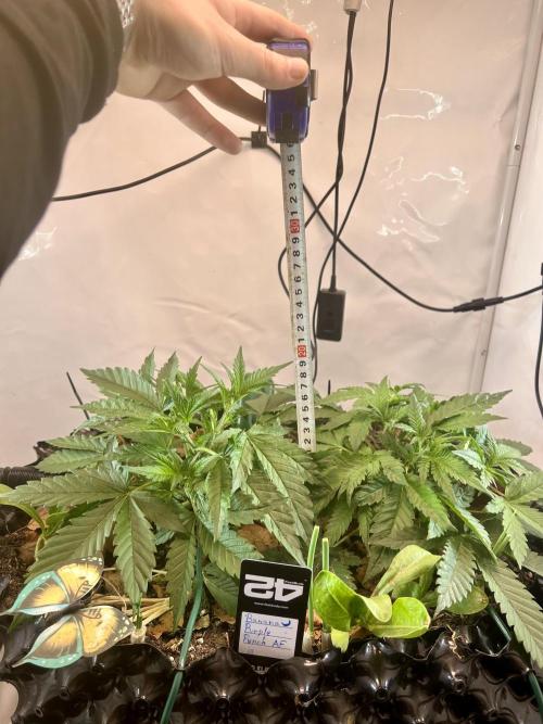 Fast Buds BPP AF-LIVING SOIL. Week 4