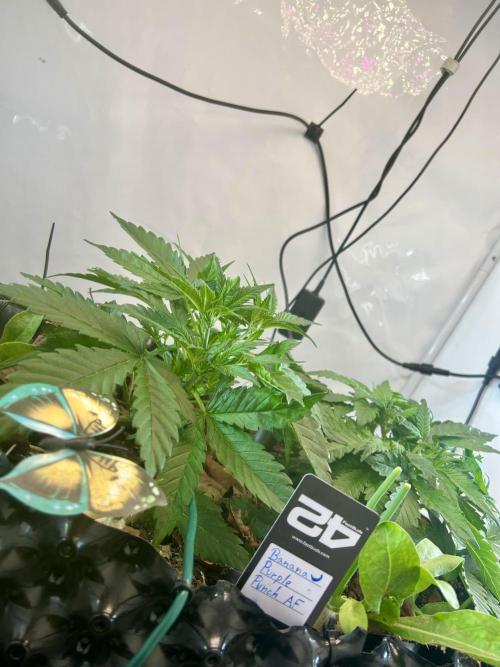Fast Buds BPP AF-LIVING SOIL. Week 4