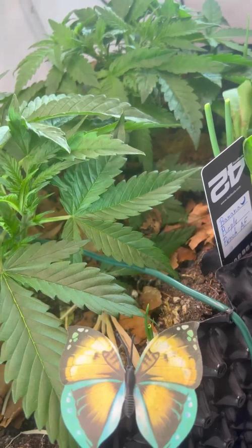 Fast Buds BPP AF-LIVING SOIL