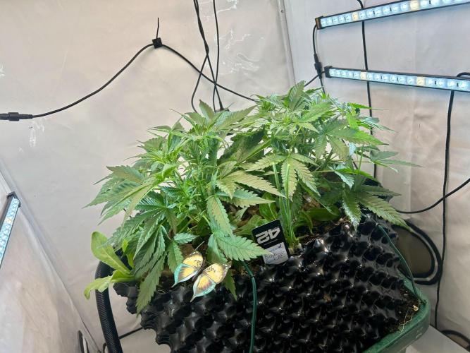 Fast Buds BPP AF-LIVING SOIL. Week 5