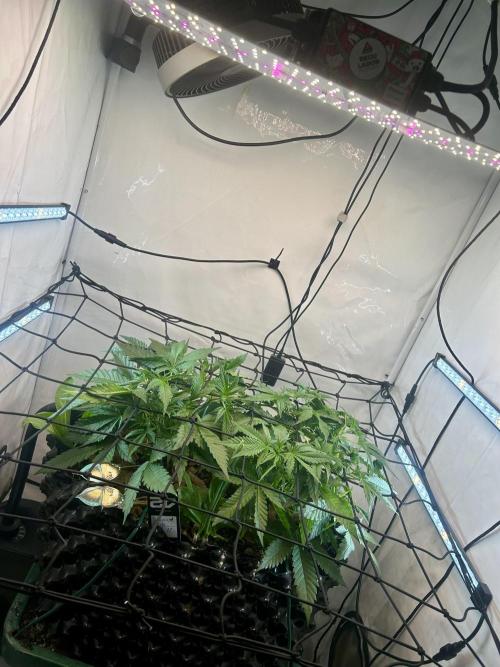 Fast Buds BPP AF-LIVING SOIL. Week 5