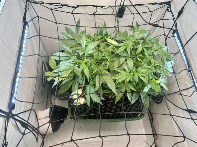 Fast Buds BPP AF-LIVING SOIL. Week 5