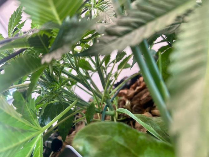 Fast Buds BPP AF-LIVING SOIL. Week 5