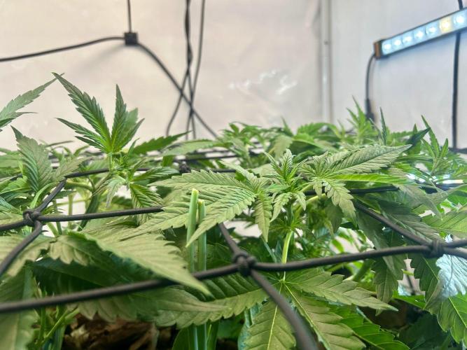 Fast Buds BPP AF-LIVING SOIL. Week 5