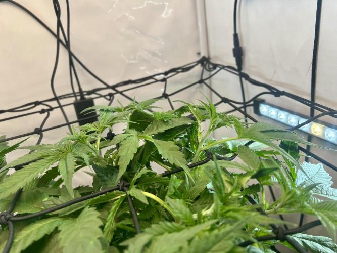 Fast Buds BPP AF-LIVING SOIL. Week 5