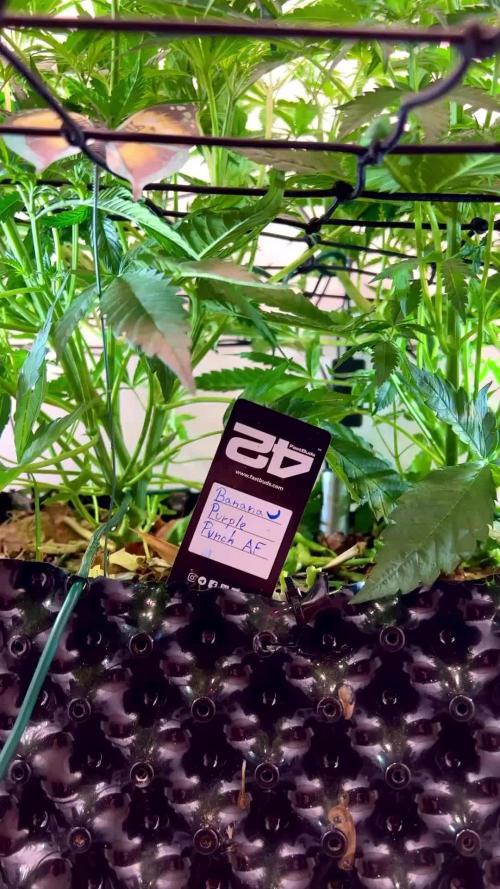 Fast Buds BPP AF-LIVING SOIL