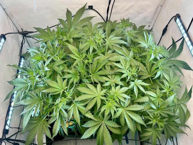 Fast Buds BPP AF-LIVING SOIL. Week 6