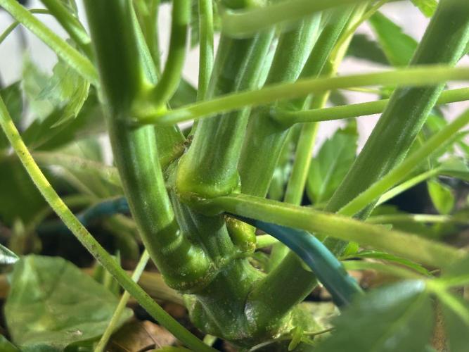 Fast Buds BPP AF-LIVING SOIL. Week 6