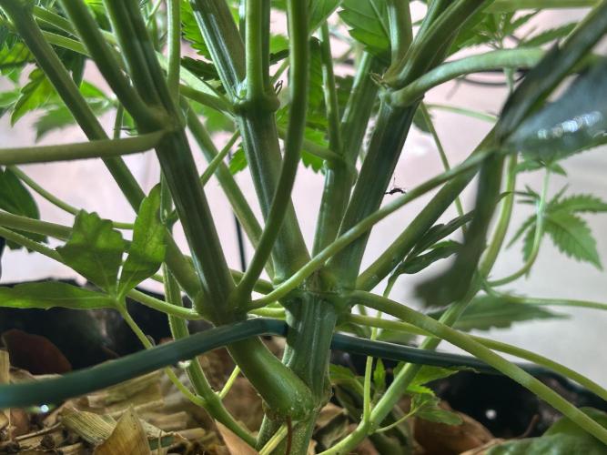 Fast Buds BPP AF-LIVING SOIL. Week 6