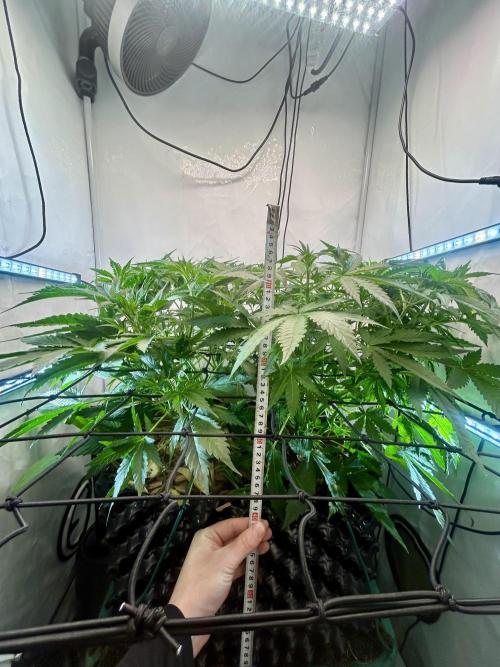 Fast Buds BPP AF-LIVING SOIL. Week 6