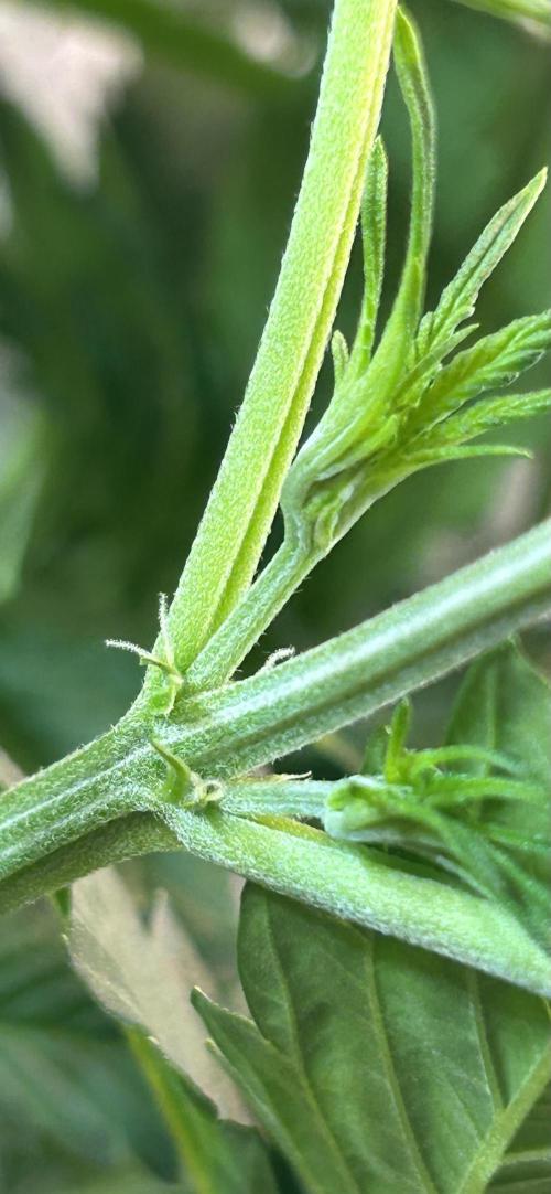 Fast Buds BPP AF-LIVING SOIL. Week 6