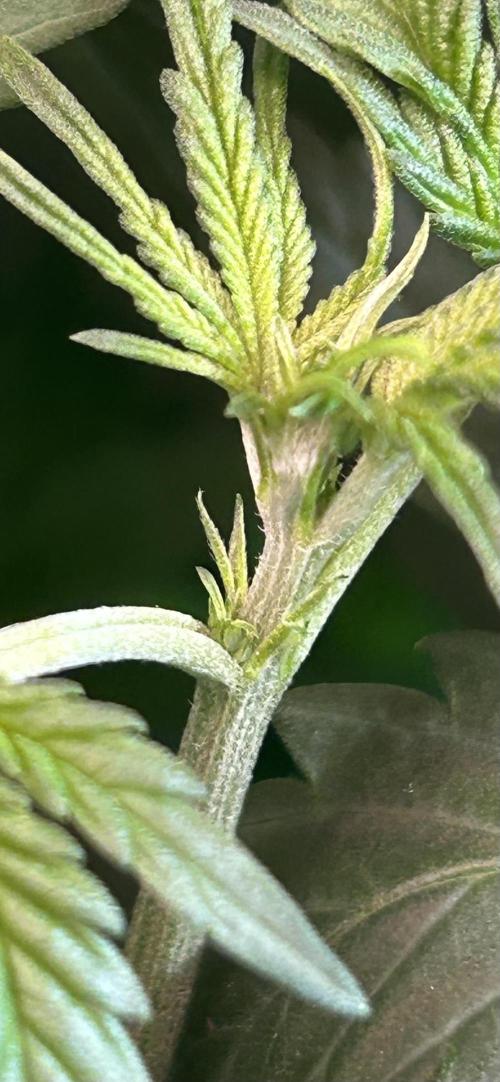 Fast Buds BPP AF-LIVING SOIL. Week 6