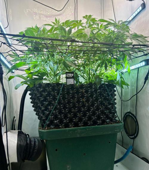 Fast Buds BPP AF-LIVING SOIL. Week 6