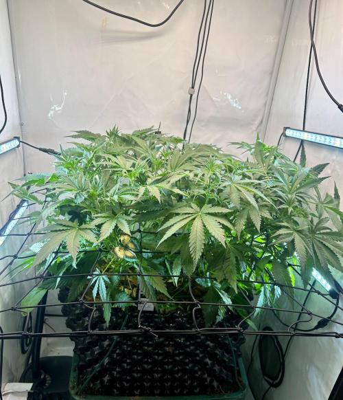 Fast Buds BPP AF-LIVING SOIL. Week 6