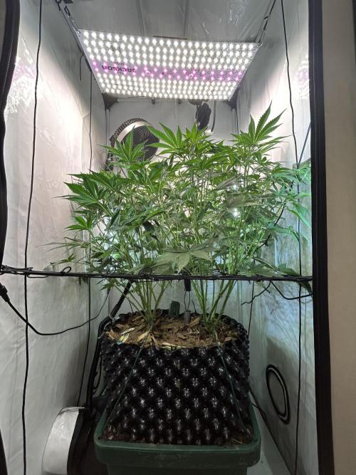 Fast Buds BPP AF-LIVING SOIL. Week 7 - After