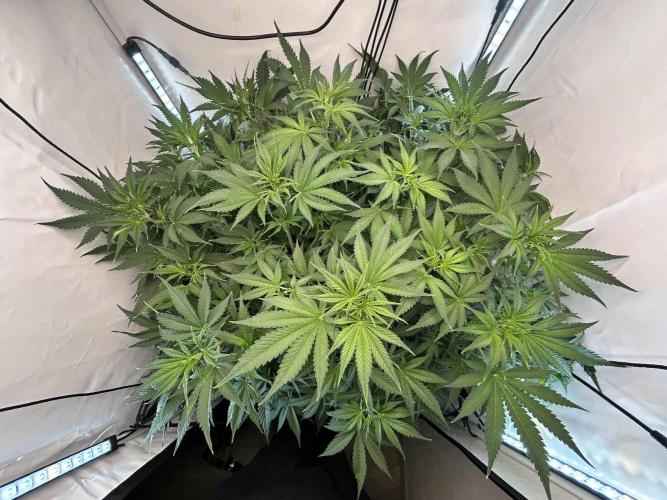 Fast Buds BPP AF-LIVING SOIL. Week 7 - After