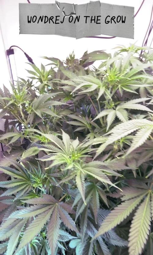 Wondrej on the grow