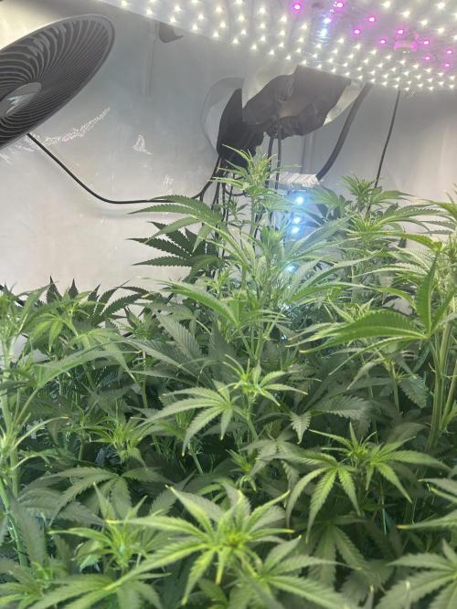 Fast Buds BPP AF-LIVING SOIL. Week 8