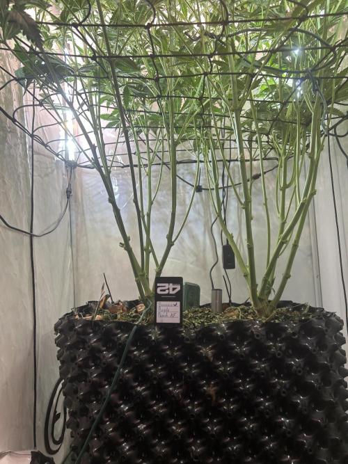 Fast Buds BPP AF-LIVING SOIL. Week 8