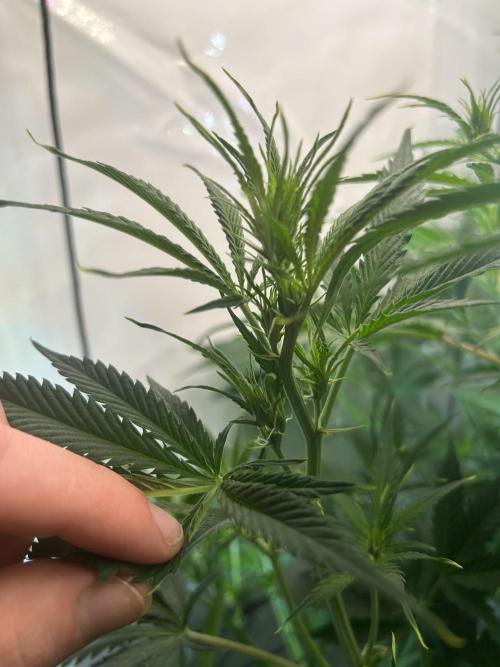 Fast Buds BPP AF-LIVING SOIL. Week 8