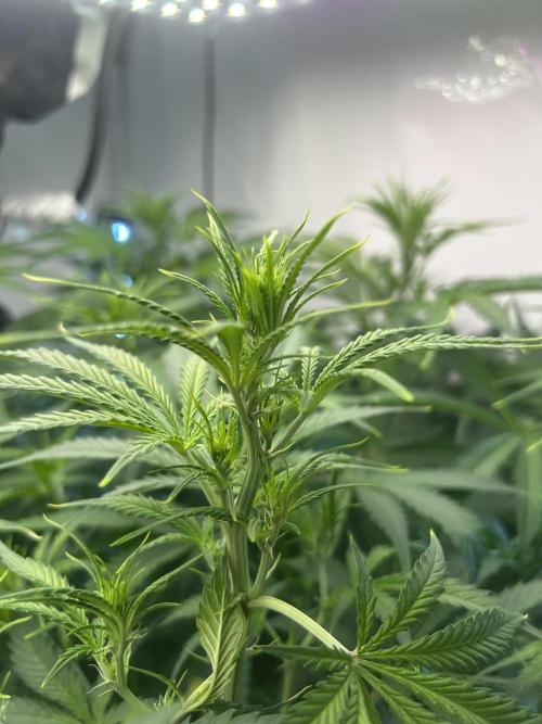 Fast Buds BPP AF-LIVING SOIL. Week 8