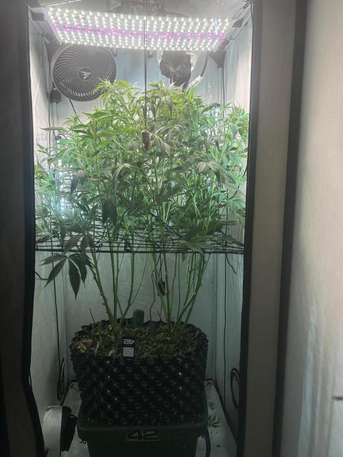 Fast Buds BPP AF-LIVING SOIL. Week 8