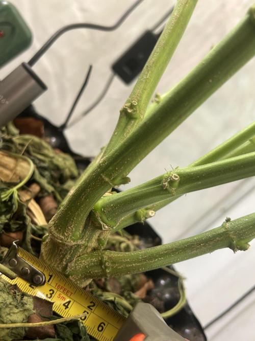 Fast Buds BPP AF-LIVING SOIL. Week 8