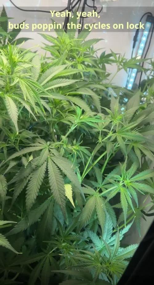 Fast Buds BPP AF-LIVING SOIL