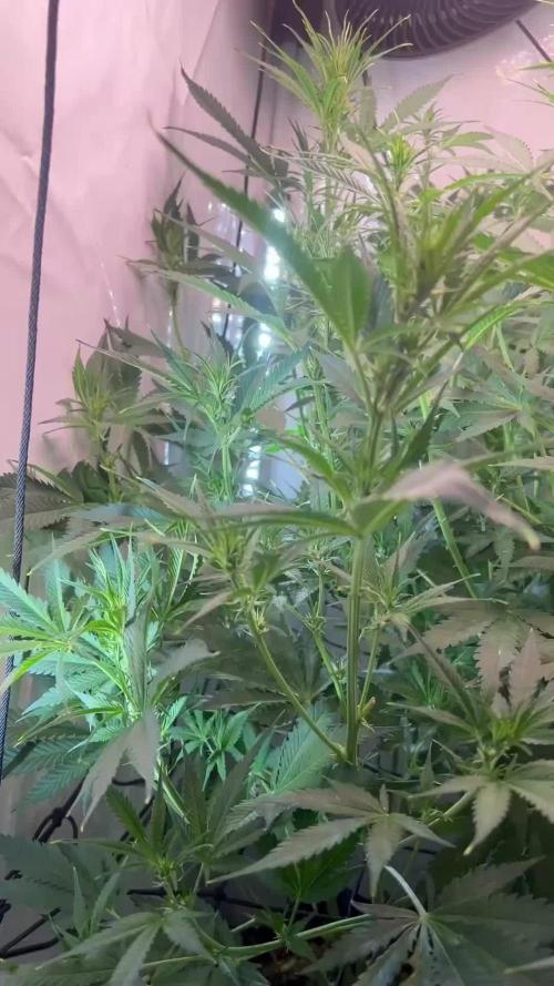 Fast Buds BPP AF-LIVING SOIL