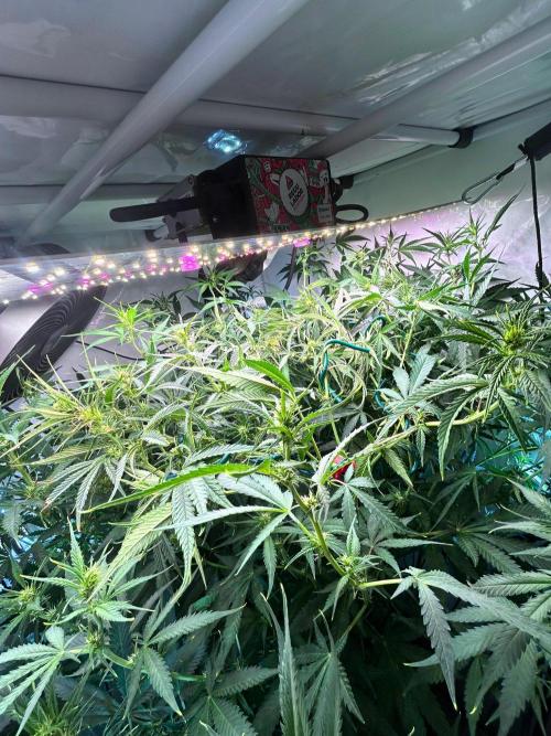 Fast Buds BPP AF-LIVING SOIL. Week 8 - 3.1.26