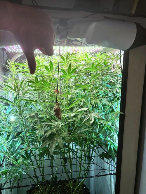 Fast Buds BPP AF-LIVING SOIL. Week 8 - 3.1.26