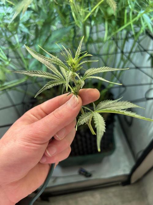 Fast Buds BPP AF-LIVING SOIL. Week 8 - 3.1.26