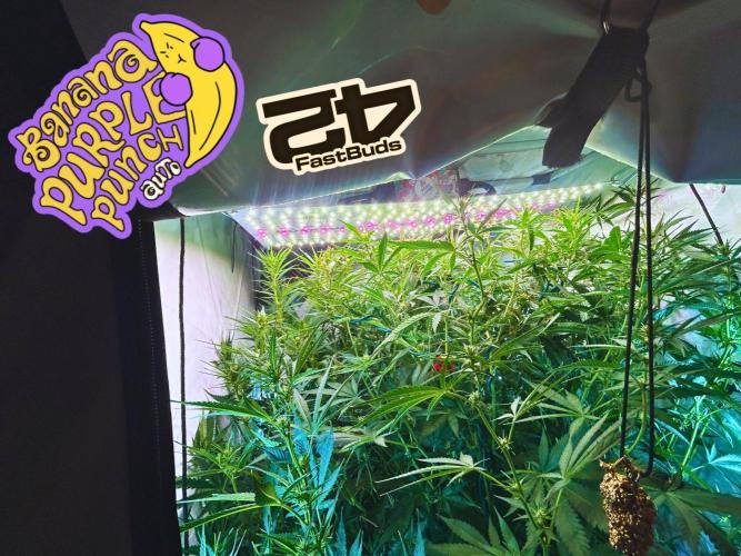 Fast Buds BPP AF-LIVING SOIL. Week 8 - 4.1.26