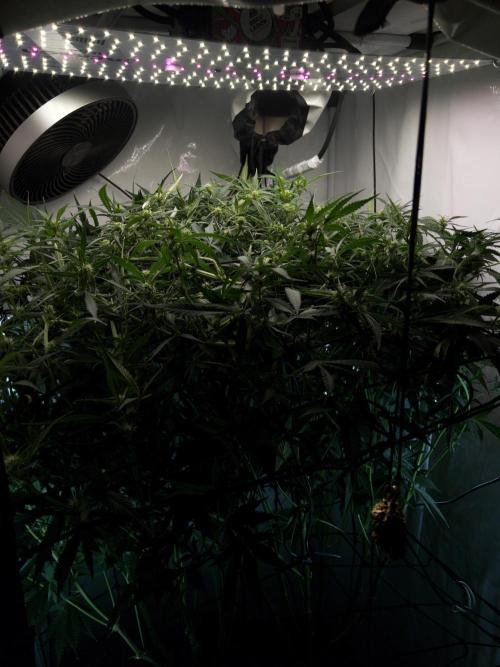 Fast Buds BPP AF-LIVING SOIL. Week 9 - 6.1.26