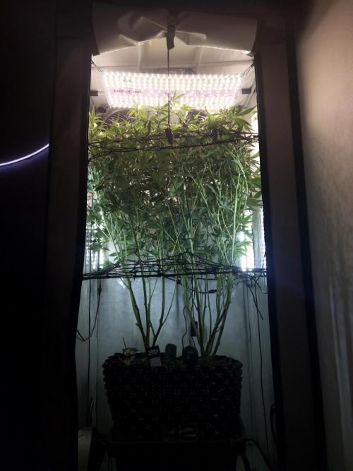 Fast Buds BPP AF-LIVING SOIL. Week 9 - 6.1.26