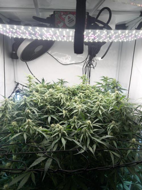 Fast Buds BPP AF-LIVING SOIL. Week 10