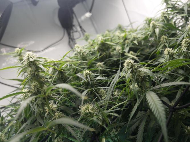 Fast Buds BPP AF-LIVING SOIL. Week 10