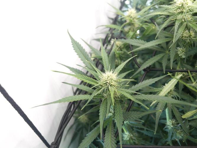 Fast Buds BPP AF-LIVING SOIL. Week 10