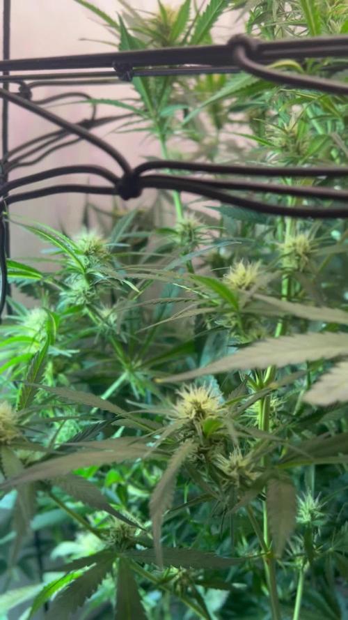 Fast Buds BPP AF-LIVING SOIL