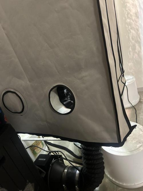 Fast Buds BPP AF-LIVING SOIL. Week 10