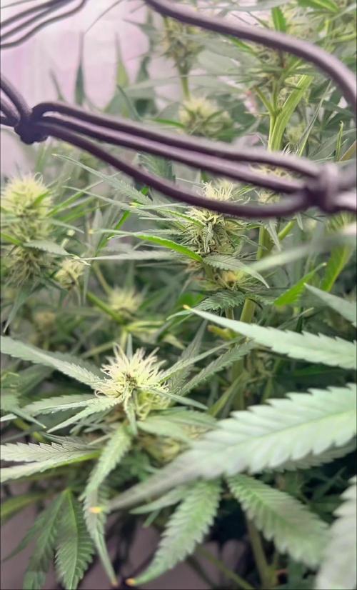 Fast Buds BPP AF-LIVING SOIL