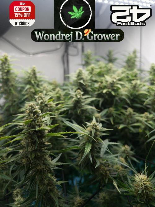 Fast Buds BPP AF-LIVING SOIL. Week 11 - Nahledak 