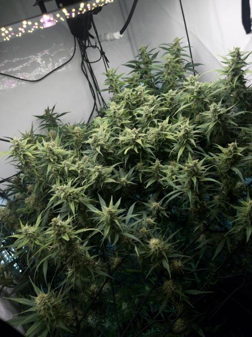 Fast Buds BPP AF-LIVING SOIL. Week 11